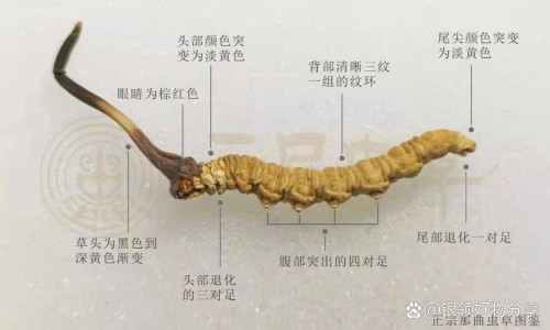 龙眼叶煮水外洗功效与作用-龙眼叶煮水最忌三种食物,中国龙眼叶煮水外洗功效网站
