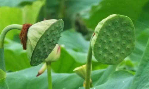 龙眼叶煮水外洗功效和作用-龙眼叶煮水外洗功效与作用-龙眼叶煮水最忌三种食物,中国龙眼叶煮水外洗功效网站